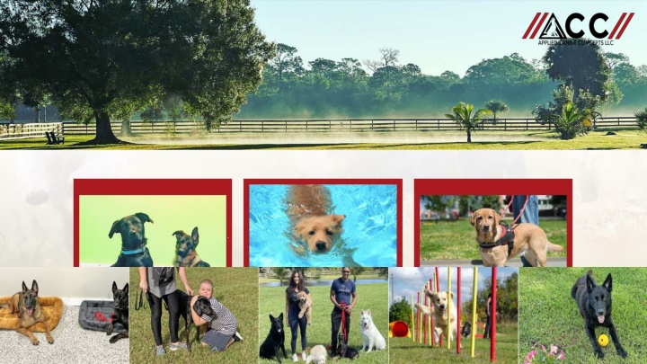Puppy Training Vero Beach