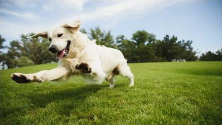 Dog Trainer Vero Beach