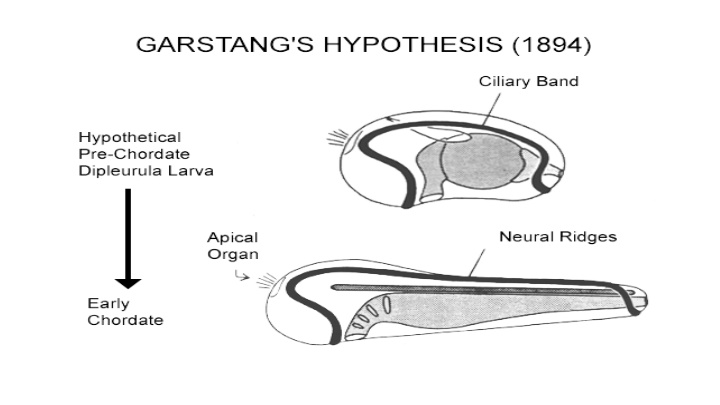 Overview of Agnatha: Jawless Fish in Chordata