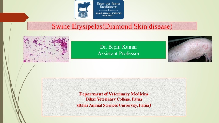 Swine Erysipelas: Causes, Symptoms, and Prevention