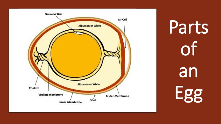 An In-Depth Look at the Parts of an Egg