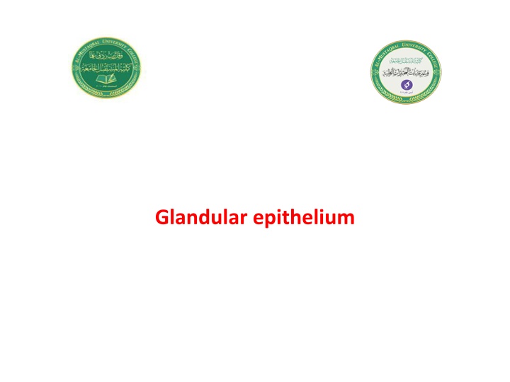 Glandular Epithelium and Secretory Cells