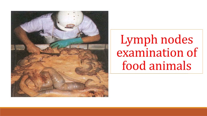 Lymph Node Examination in Food Animals