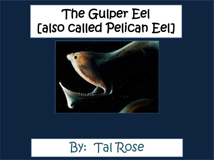 The Mysterious Gulper Eel: A Deep-Sea Enigma