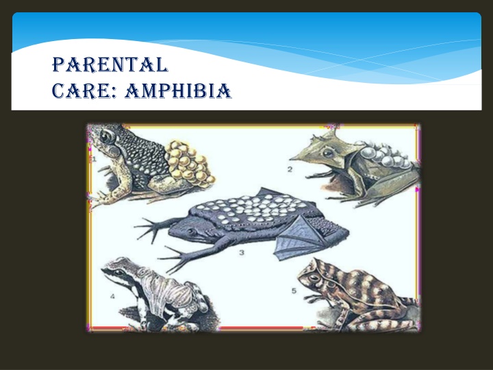 Amphibian Parental Care and Protection Methods