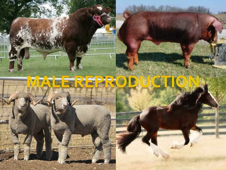 Male Reproductive System Overview
