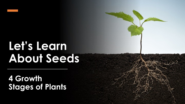 The 4 Growth Stages of Plants from Seed to Adult Plant