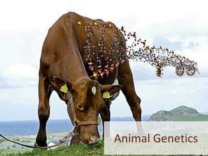 Animal Genetics: A Comprehensive Overview