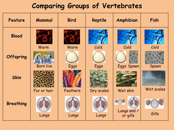 Comparing Groups of Vertebrates: Features and Differences