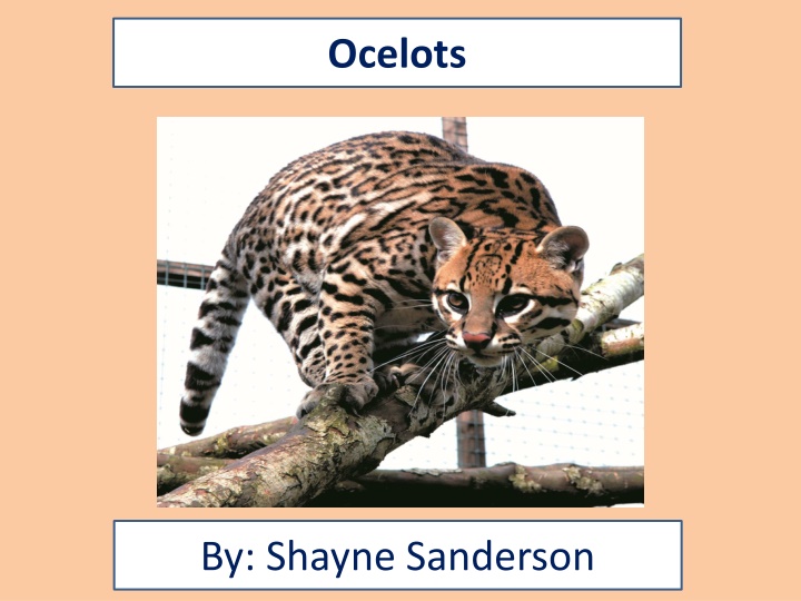 Discovering Ocelots: A Closer Look at These Fascinating Wild Cats