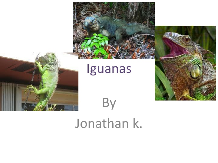 Fascinating Facts About Iguanas: From Skills to Survival