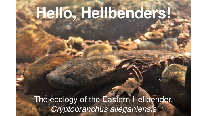 The Ecology of Eastern Hellbenders