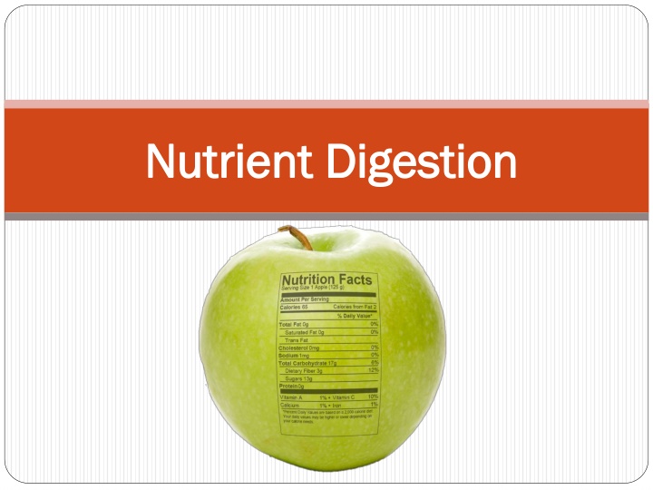 Nutrient Digestion and Absorption Process