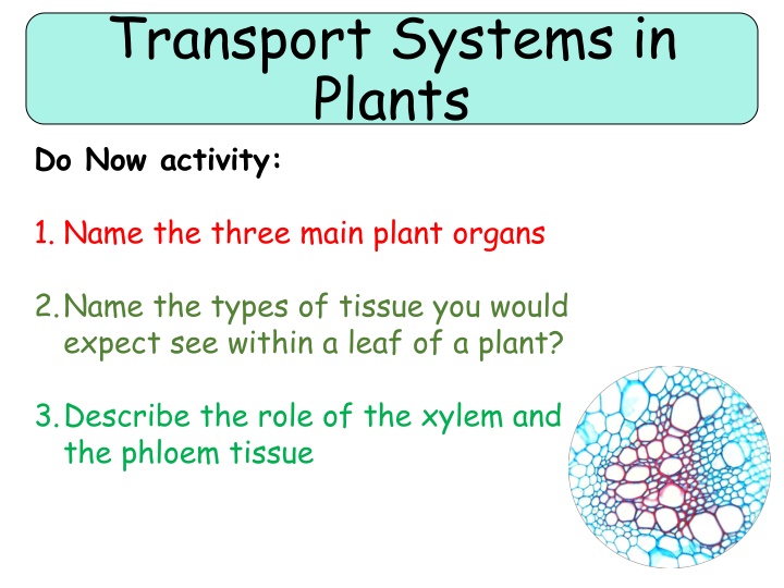 Plant Transport Systems: Organs, Tissues, and Functions