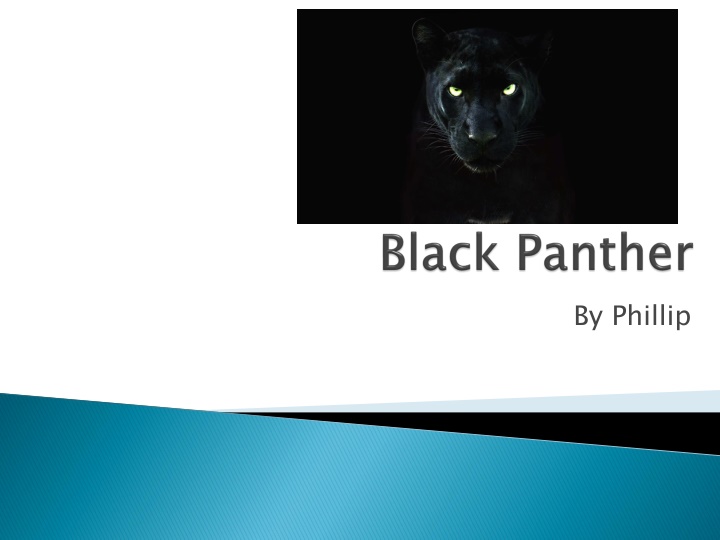 Fascinating Insights into Panthers' Behavior and Characteristics
