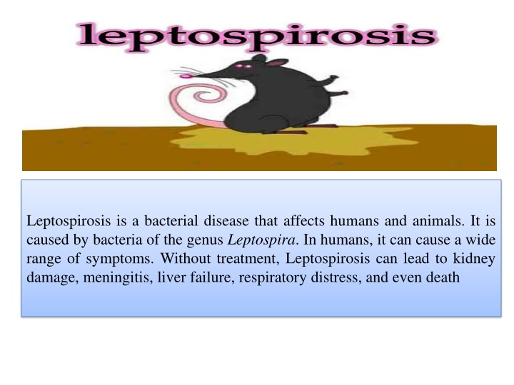 Leptospirosis: Causes, Symptoms, and Epidemiology