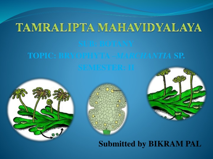 Bryophyta: A Detailed Study of Marchantia sp. in Botany Semester II by Bikram Pal
