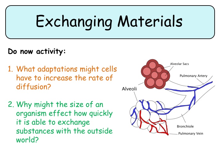 Adaptations for Efficient Material Exchange in Organisms