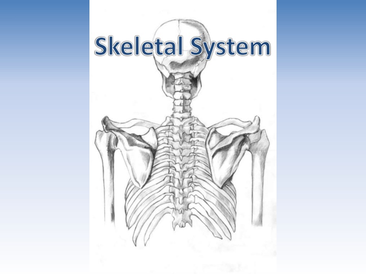 Human Skeletal System
