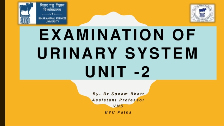 Veterinary Guide to Urinary System Examination