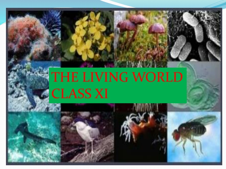 The Characteristics of Living Organisms