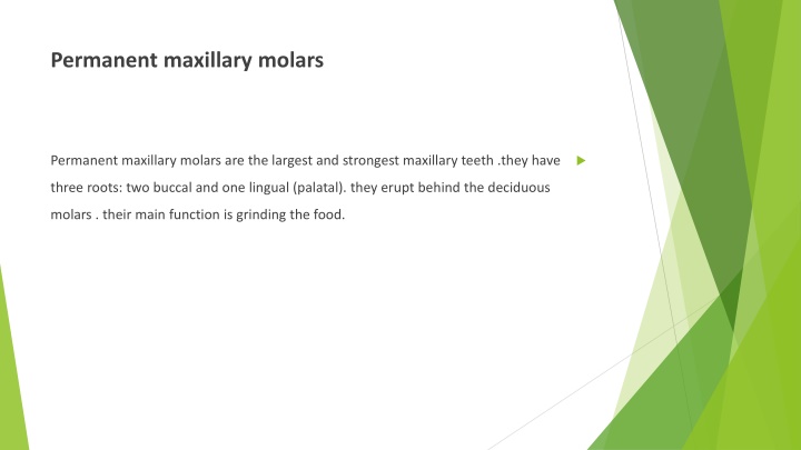Permanent Maxillary Molars: Features and Functions