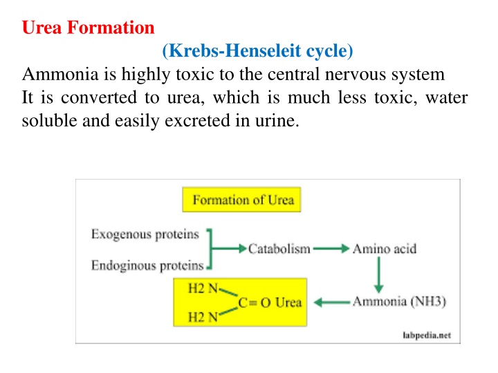 Urea Biosynthesis and the Krebs-Henseleit Cycle in the Liver