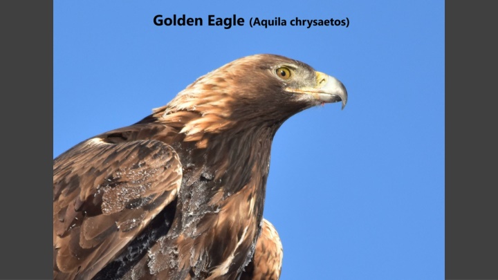 Fascinating Facts About Golden Eagles - Discover the Majesty of North America's Largest Bird of Prey
