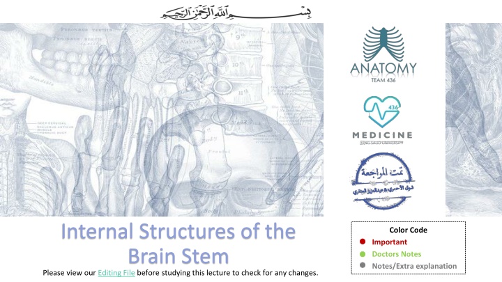 Internal Structures of the Brain Stem