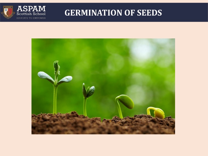 The Germination Process in Seeds