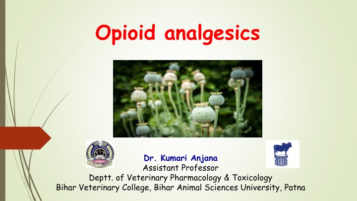 Opioid and Non-Opioid Analgesics in Pain Management