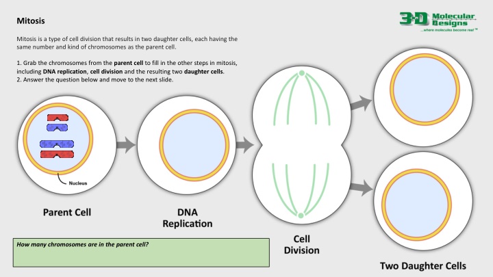 Cell Division Processes: Mitosis and Meiosis Explained