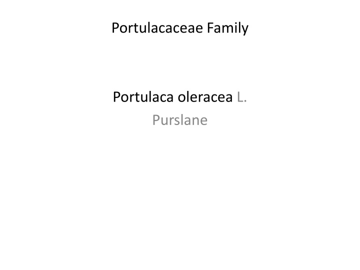 Insights into Portulaca oleracea: Distribution, Description, and Historical Uses