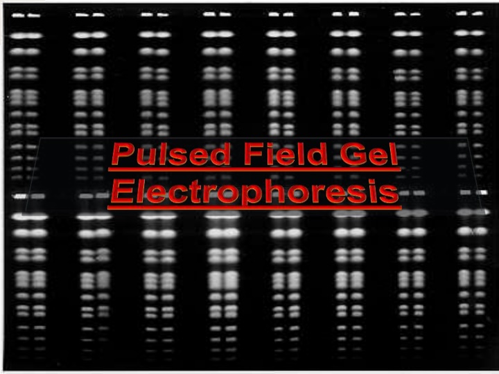 Pulsed-Field Gel Electrophoresis: Separating Large DNA Molecules