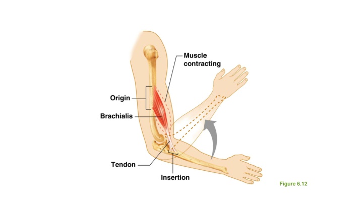 Comprehensive Guide to Body Movements and Special Movements