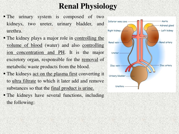 Renal Physiology: The Role of the Kidneys in Maintaining Homeostasis