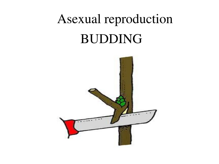 Asexual Reproduction Through Budding