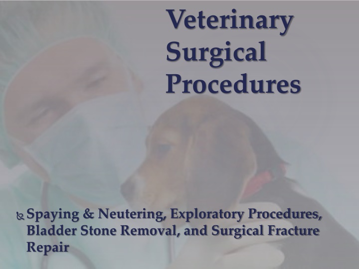 Veterinary Surgical Procedures Overview