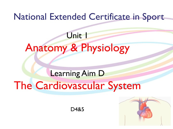 Effects of Exercise on the Cardiovascular System