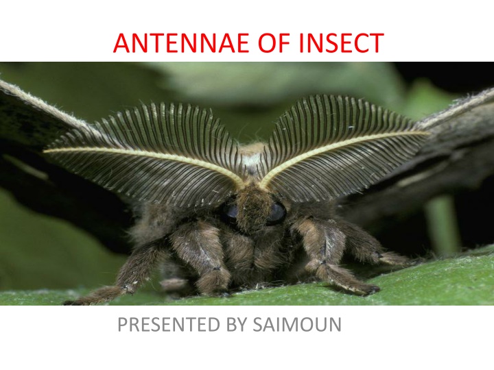 The Fascinating World of Insect Antennae