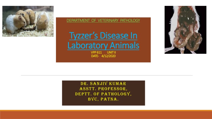 Insights into Tyzzer's Disease: An Overview of a Bacterial Infection in Laboratory Animals