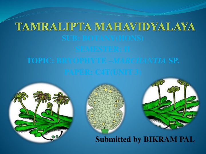 Bryophyte Marchantia: Botanical Insights