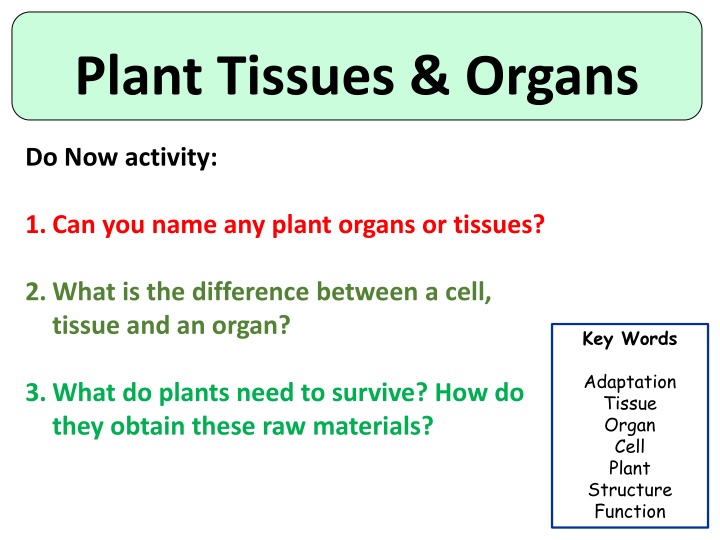 Plant Tissues and Organs: Understanding the Structure and Function