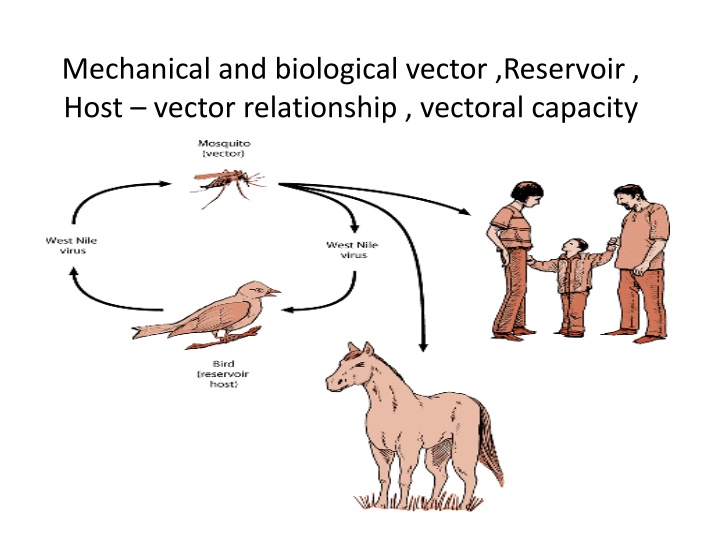 Vector Relationships and Pathogen Transmission