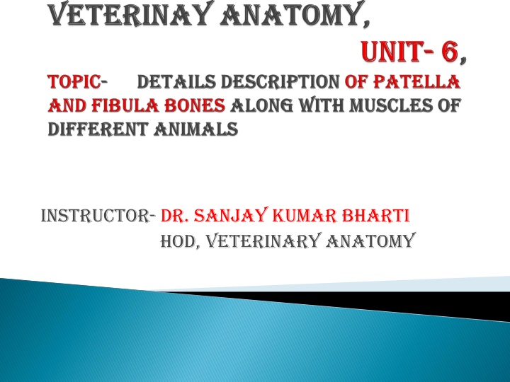 Comparative Anatomy of Sesamoid Bones in Various Animals
