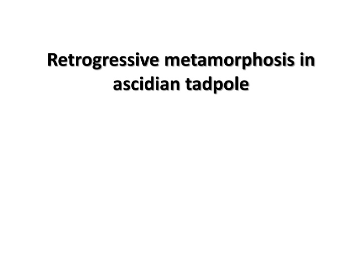 Retrogressive Metamorphosis in Ascidian Tadpoles