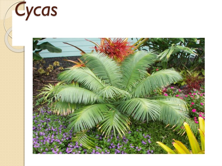 Cycas: A Detailed Look at the Morphology and Characteristics