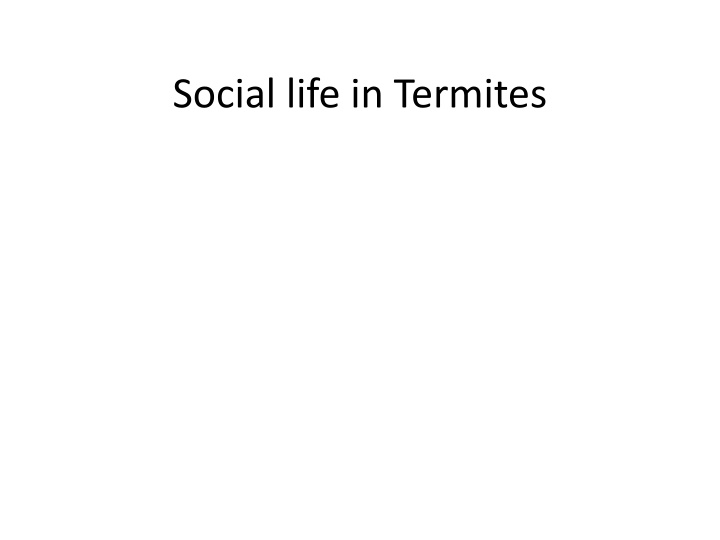 Fascinating Insights into the Social Life of Termites