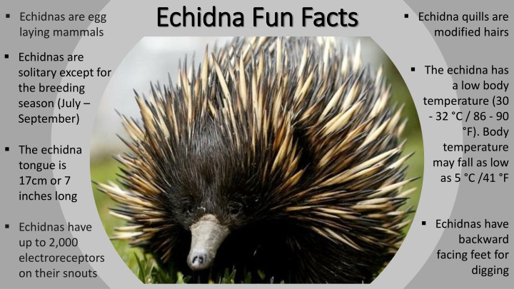 Fascinating Facts About Echidnas - Quirks of Egg-Laying Mammals