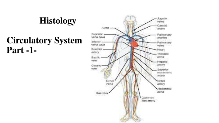 The Circulatory System and Blood Vessels in Histology